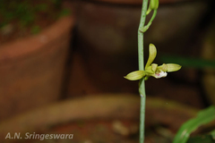 Eulophia epidendraea